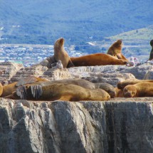 Sea Lions with Cormorants and Ushuaia in the background